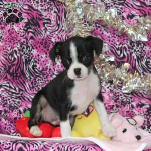Linnet, Boston Terrier Mix Puppy